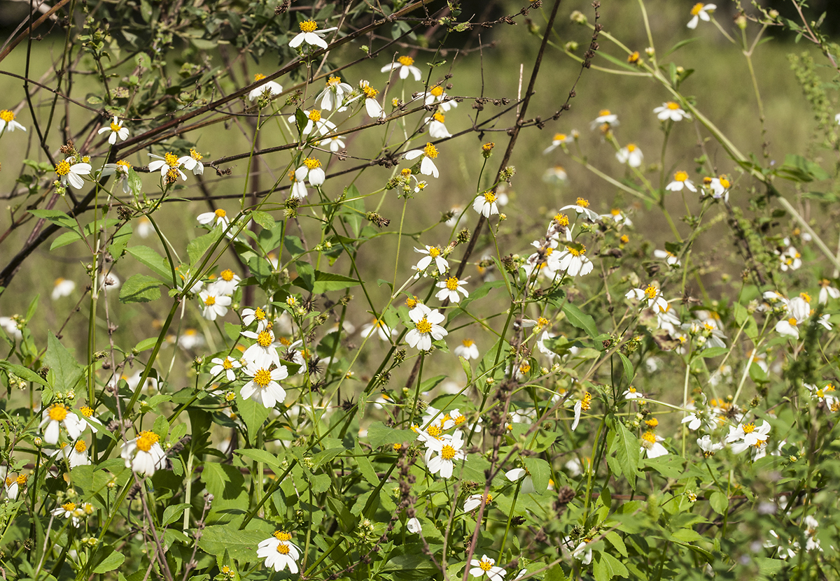 Wednesday S Wildflower Spanish Needle