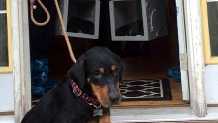 Four Legged Friends And Enemies New Hampshire More Than 30 Dogs And Puppies Mostly Pit Bulls And Pit Bull Mixes Being Kept Inside Ammonia Filled Home Kevin Rocheville Facing Charges