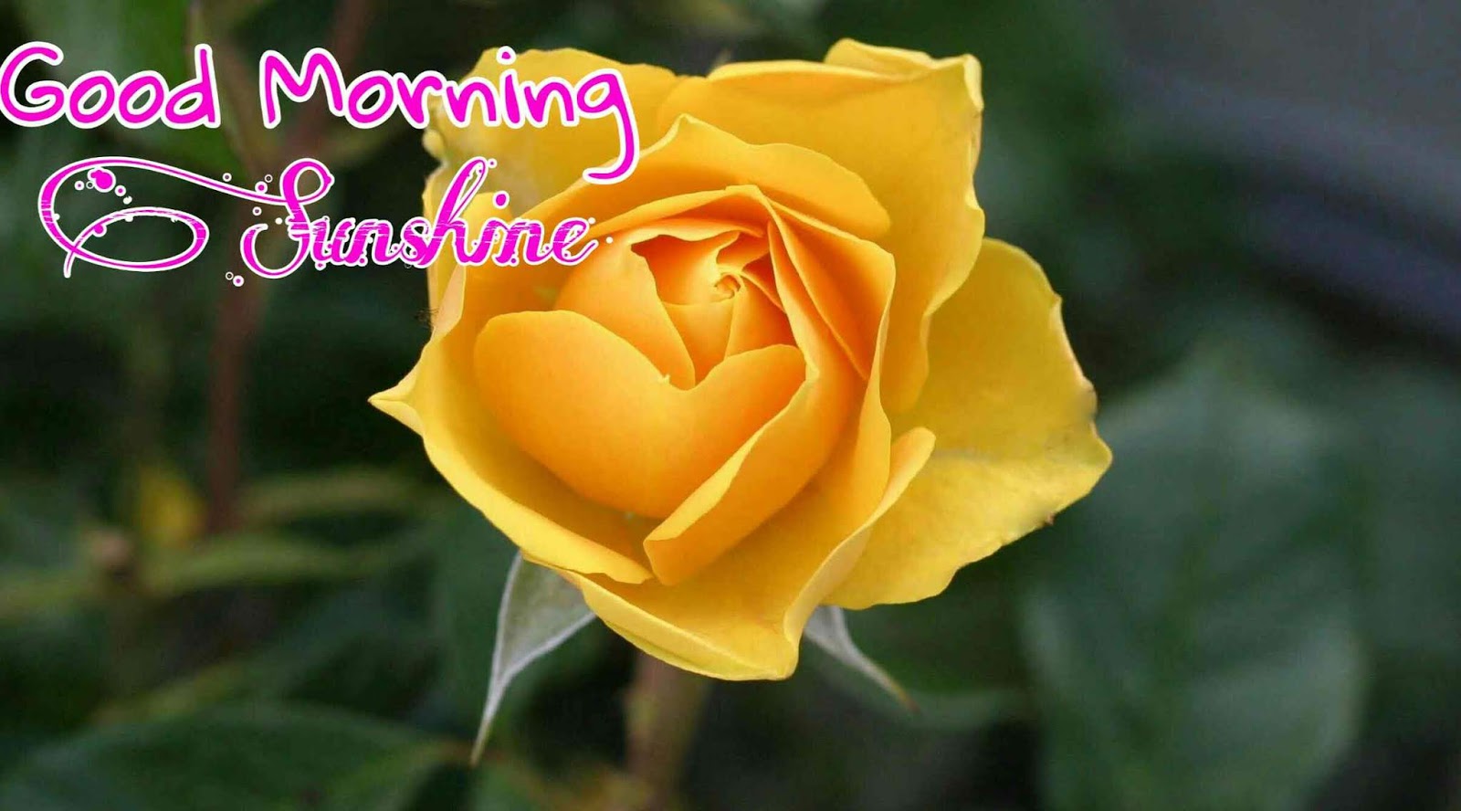 50+ Good morning Images with Rose flowers Best collection
