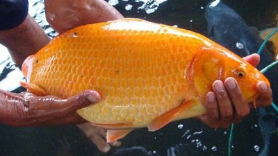 Gambar Ikan Mas Dunia Binatang Gambar Ikan Mas Dunia Binatang