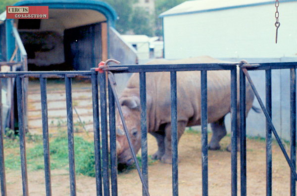 Zeila la rhinocéros broute dans don enclos 