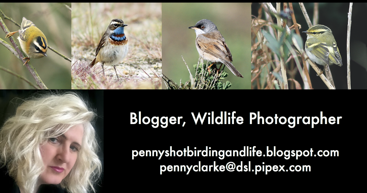 Penny's Hot Birding and Life!: MY NEW BUSINESS CARDS!