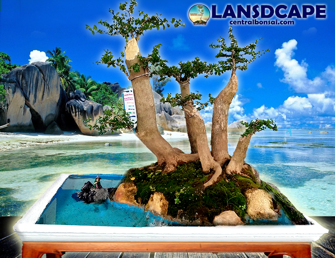 BONSAI TANAMAN BERNILAI EKONOMI TINGGI