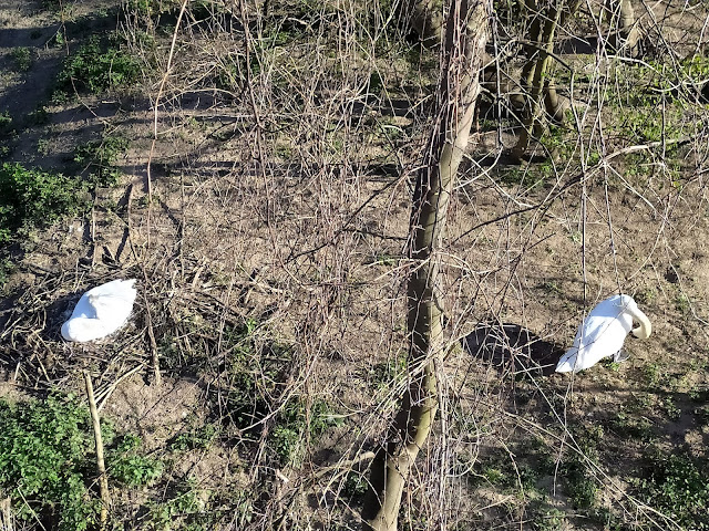 Brütender Schwan