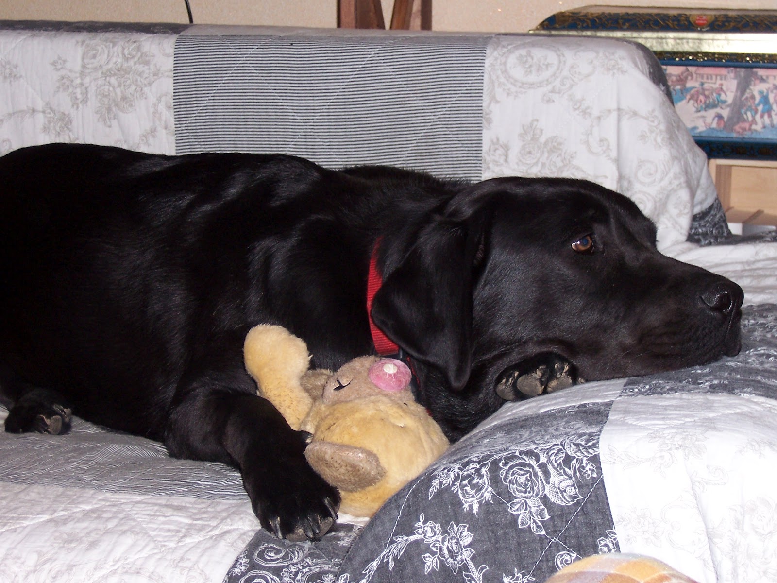 Landleben &amp; Literatur Willi Hund hat einen neuen Freund