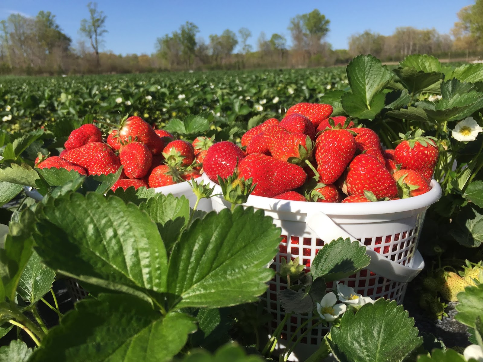 Browder's Fresh Pickins Patch is OPEN