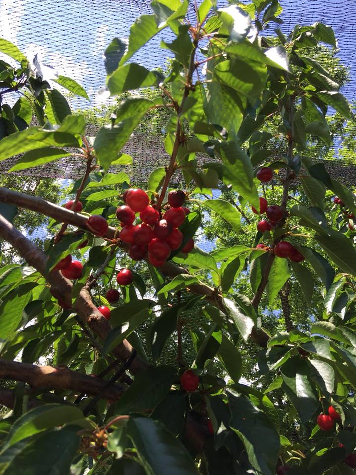 umiyumi2 our life in perth, WA Cherry Picking in Perth