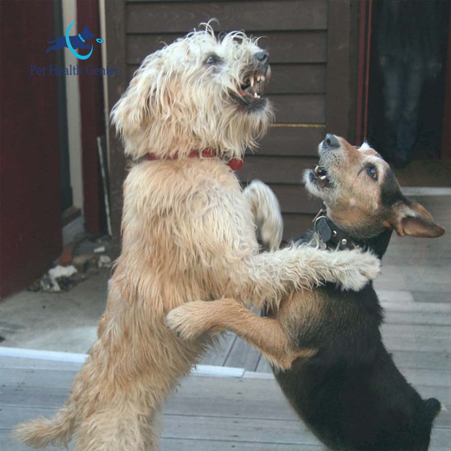 Worst Dog Breeds for Families Pet Health Center