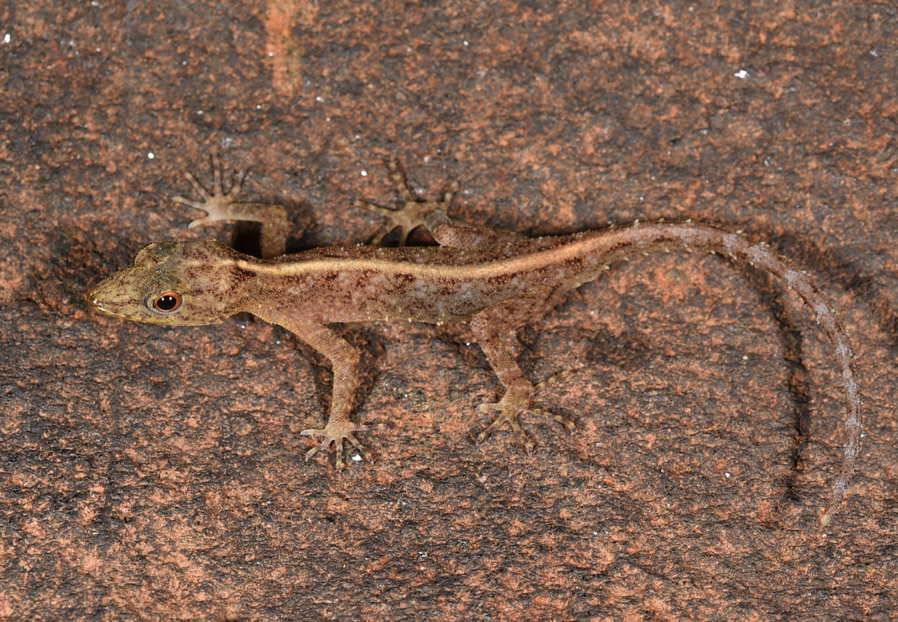 Species New to Science [Herpetology • 2021] Cnemaspis schalleri • A