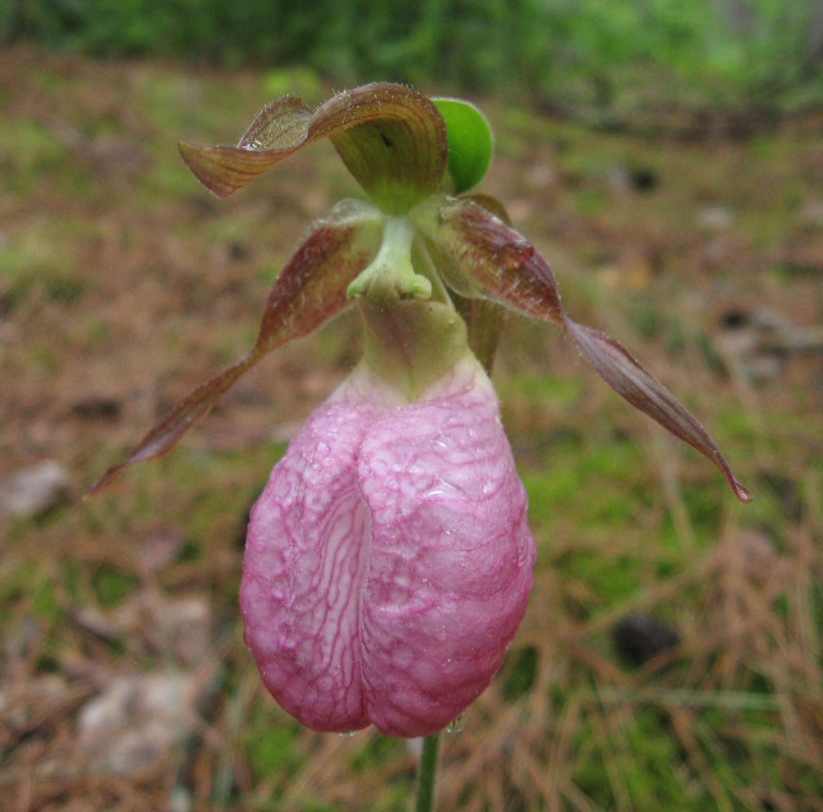 Tangled Web: Lady's Slippers, a Slippery Slope and a Stray Swallowtail