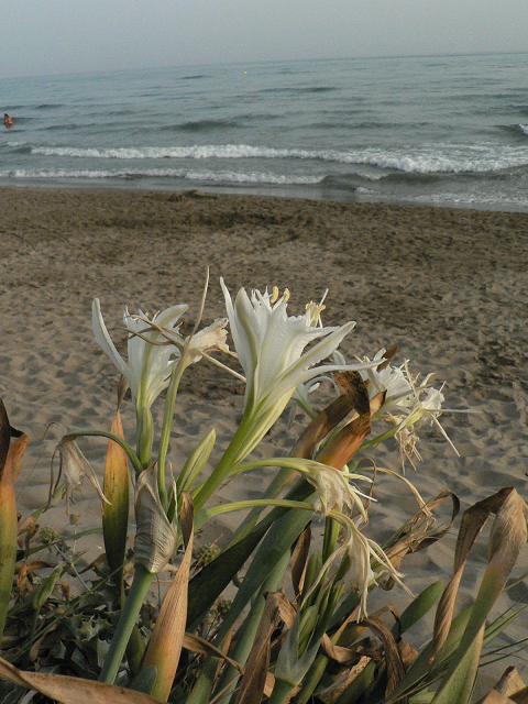 Flora de la Costa del Sol Occidental (silvestre y ornamental): Azucena de  playa (Pancratium maritimum)