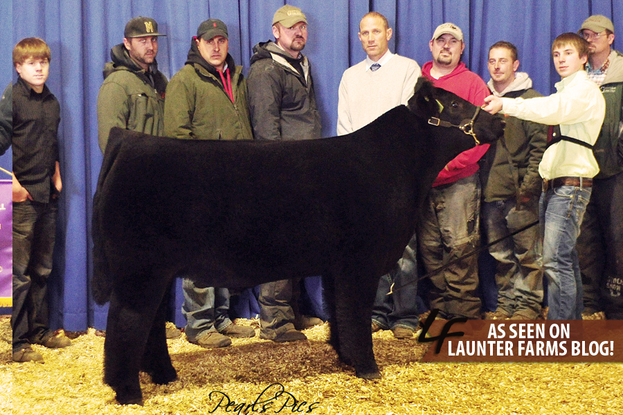 Lautner Farms Missouri AGR Market Steers Updated Pictures