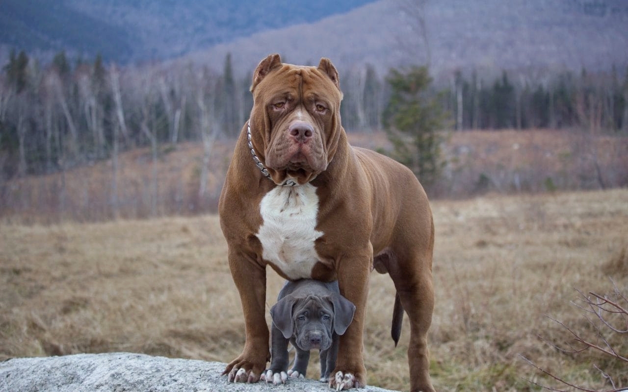 duniya ke 5 sabse khatarnak dog