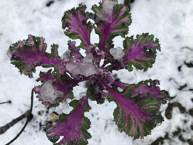 Pink and green kale growing in snow
