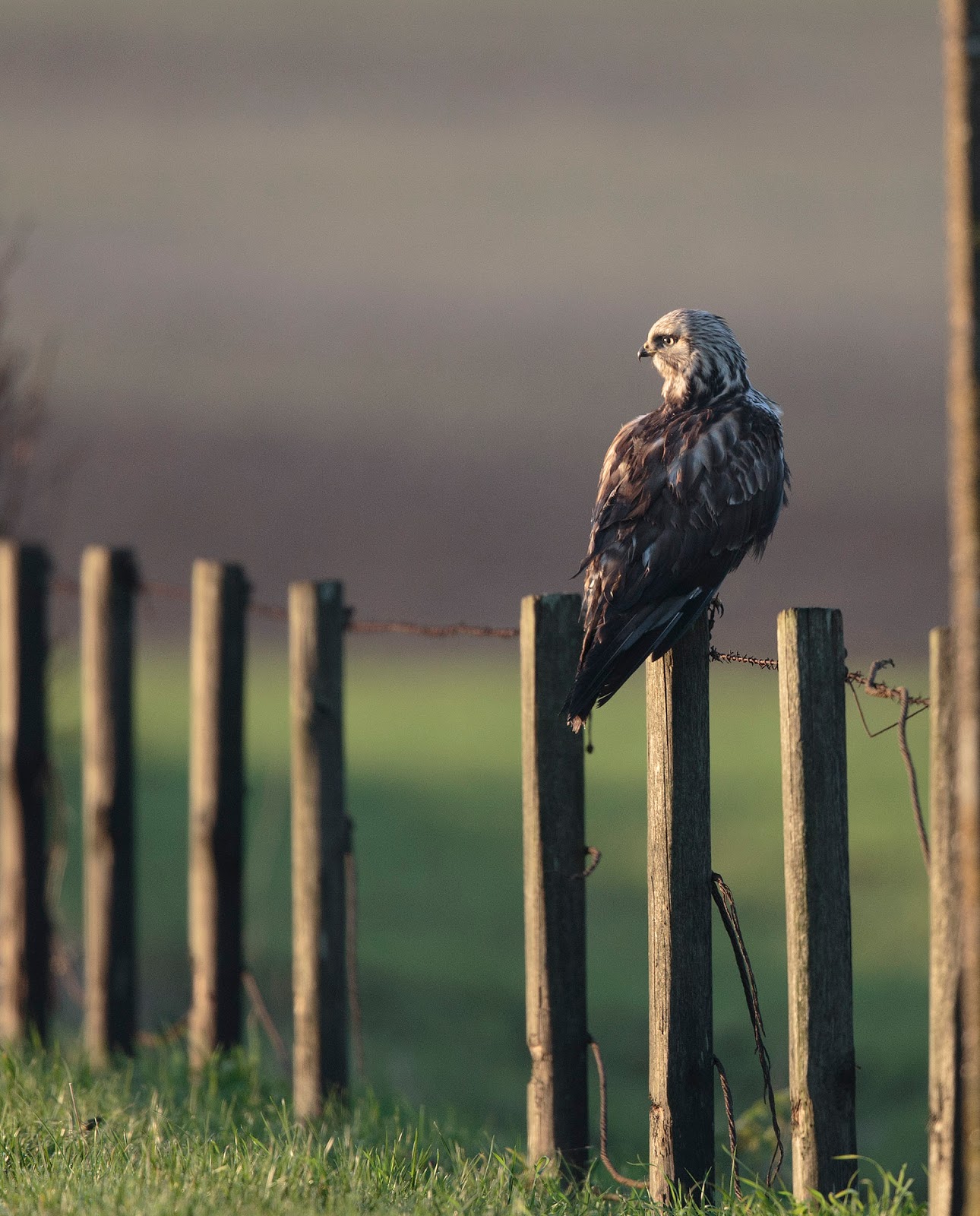 pewit Roughlegged Buzzard again
