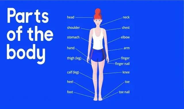 Names of body parts in English