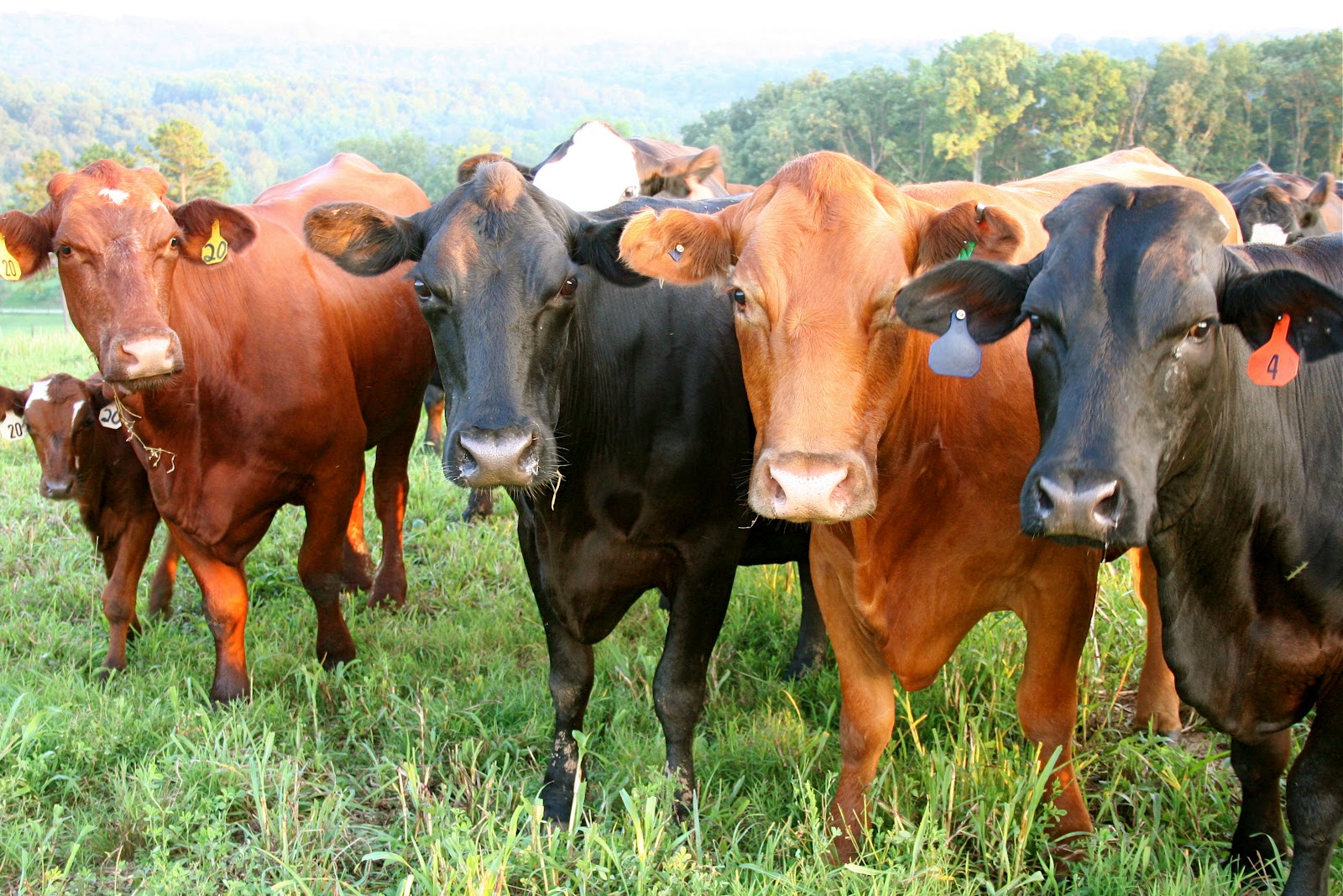 Farmwife at Midlife Do Not Name Your Livestock if You Will Kill Them