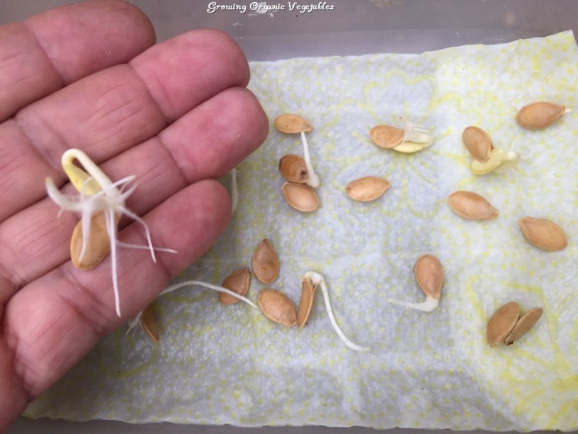 How to Germinate Zucchini Seeds Indoors