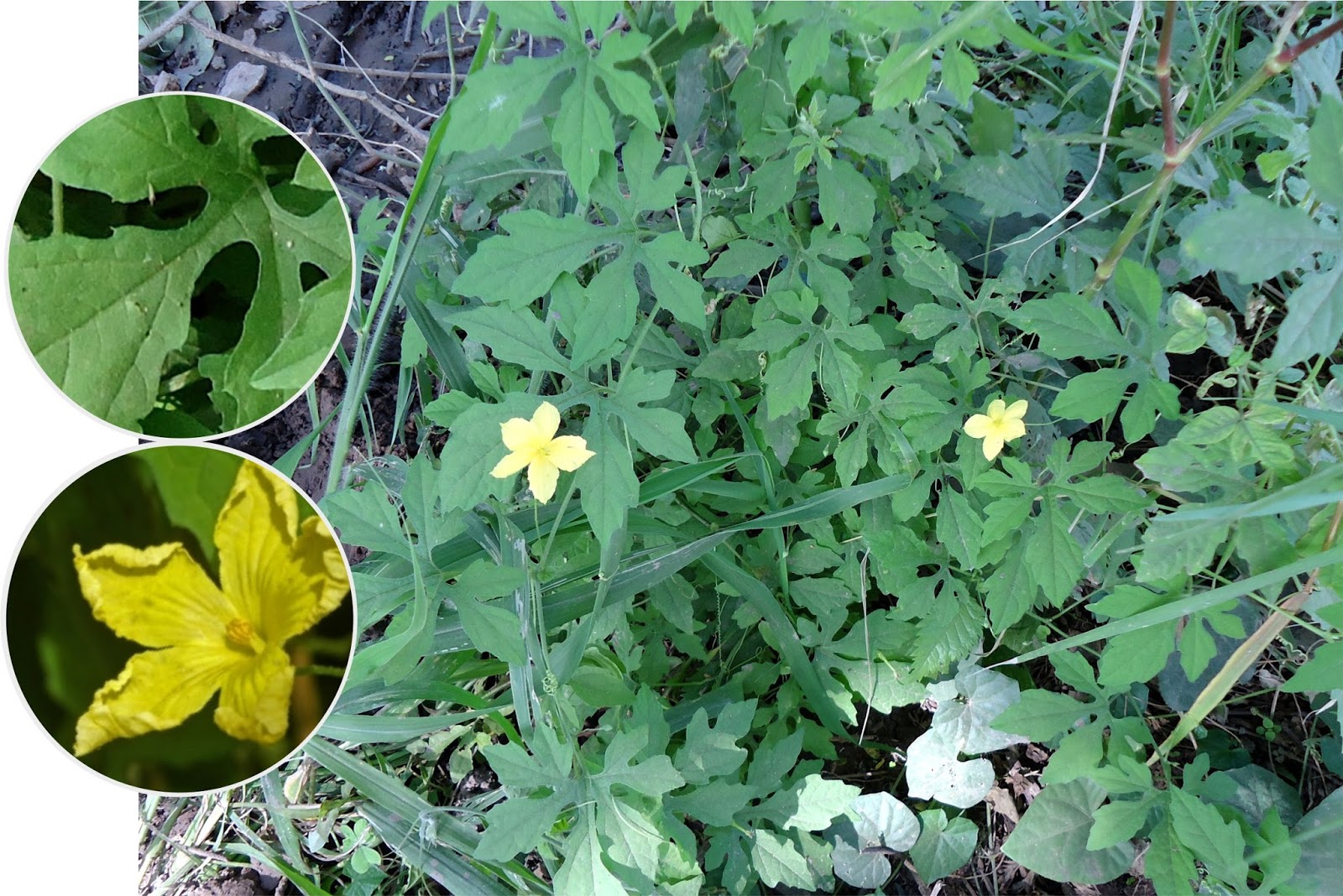 v e r d e c h a c o Balsamina / Cundeamor / Melón amargo