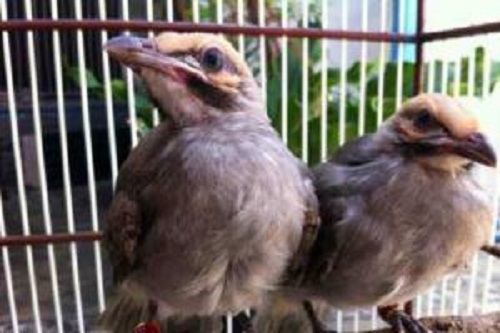 Harga Cucak Rowo Anakan Terbaru Januari 2017 Harga Burung Kicau