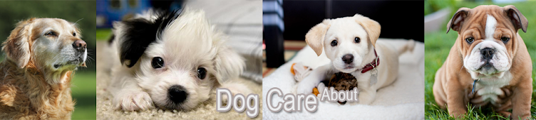 Dog Care About
