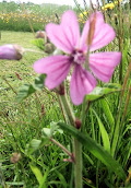 Common Mallow