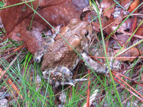 toad