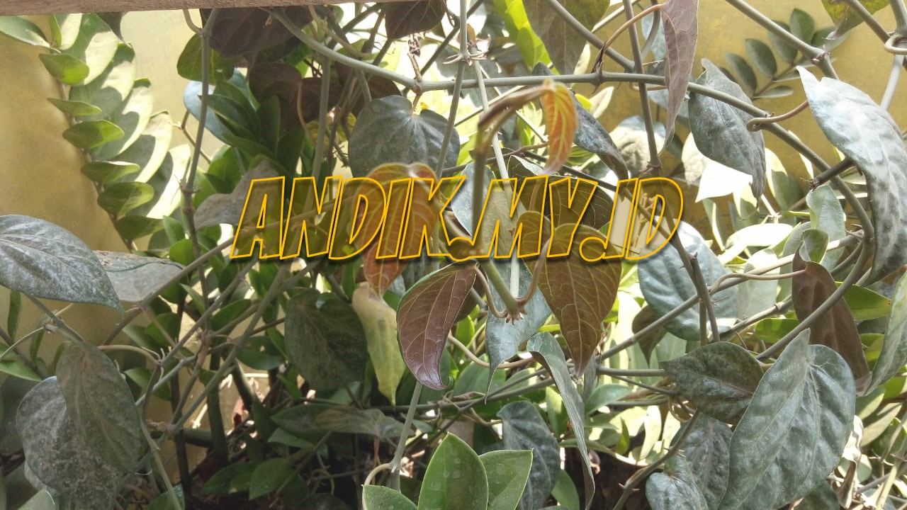 Kumpulan Foto Daun Sirih Merah Dan Cara Penggunaannya ...