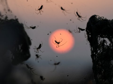 greece-town-taken-over-by-spider greece-town-taken-over-by-spider