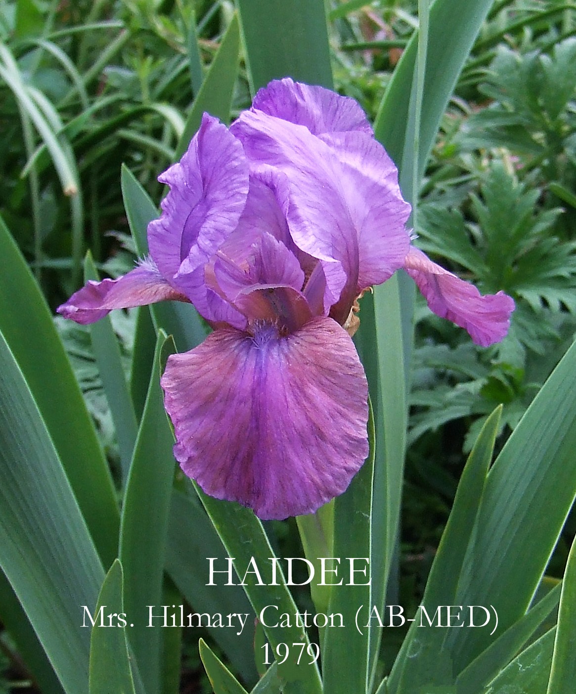 New Zealand Bred Aril Median Iris HAIDEE HERITAGE IRISES