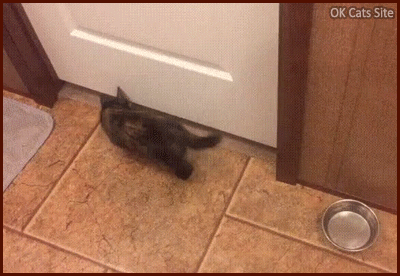 Amazing Cat GIF • Proof that kittens are liquid. Kitty crawling under closed door