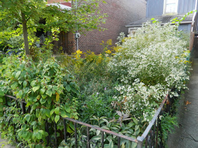 Little Italy Fall Front Garden Cleanup Before by Paul Jung Gardening Services--a Toronto Gardening Services Company Little Italy Fall Front Garden Cleanup Before by Paul Jung Gardening Services--a Toronto Gardening Services Company