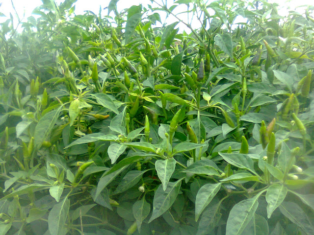 Tips Jitu: Cara Agar Tanaman Cepat Berbunga Lebat dan Mempesona