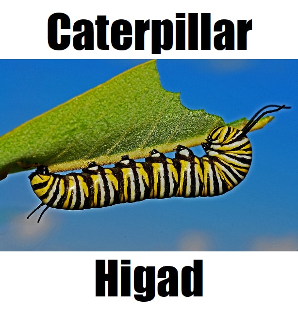 Caterpillar in Tagalog