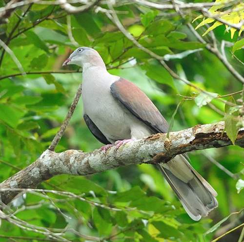 Birds of India - Photo of Mountain imperial pigeon - Ducula badia