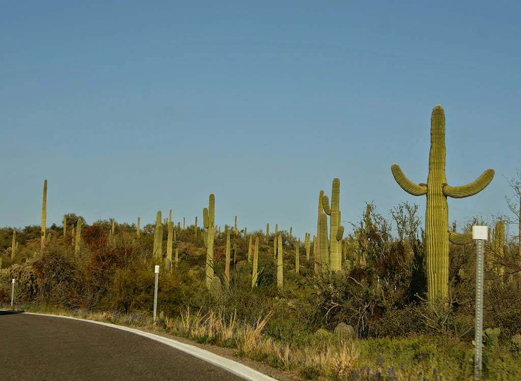 The Road Ajo, Arizona