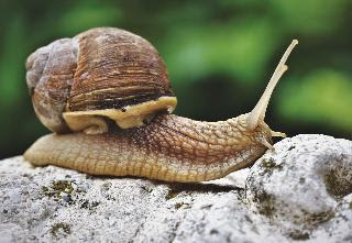 Snail/snails have 14000 teeth