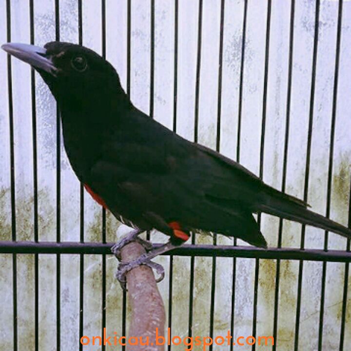 Cara Merawat Burung Kepodang Dada Merah Bakalan Agar Cepat Bunyi