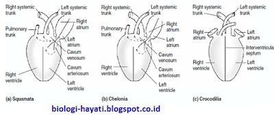 Sistem Peredaran Darah pada Hewan