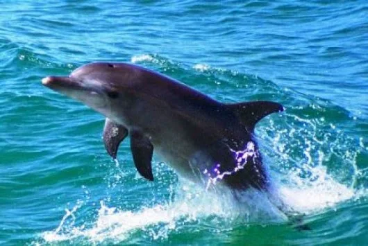 Δείτε τις βουτιές και τα παιχνίδια των δελφινιών στην παραλία της Θεσσαλονίκης (ΒΙΝΤΕΟ)