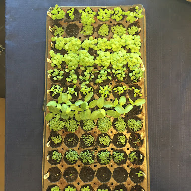 Seed Tray with Multi-Sown Seedlings