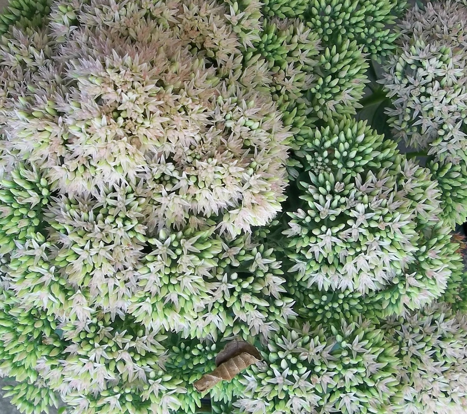 PRACTICAL PARSIMONY Autumn Joy Sedum Deer/DroughtProof/Edible Update