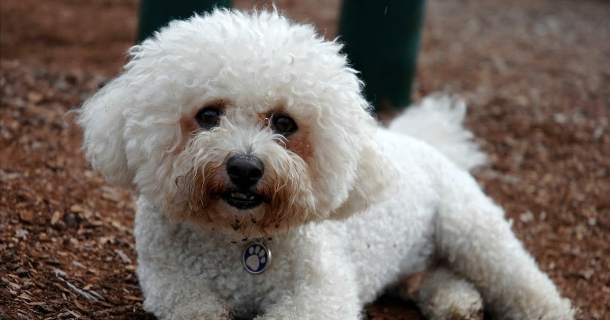 Caniche croisé bichon, yorkshire ou Labradoodle