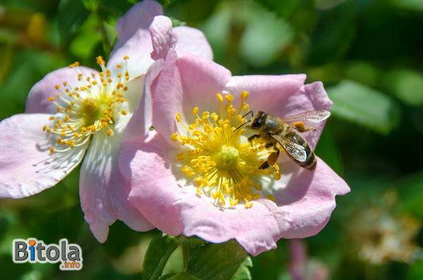 Honey bee on a Dog-rose (Rosa canina) plant
