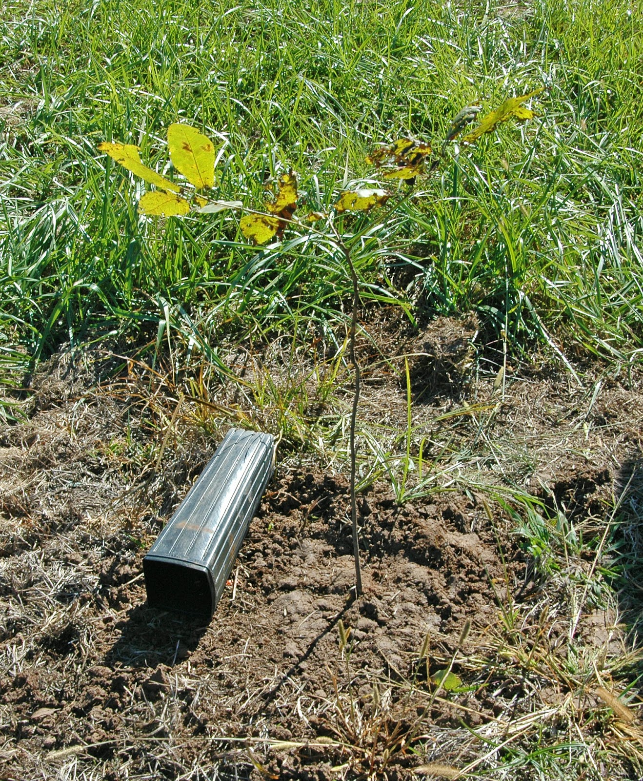 Northern Pecans Fall planting of container grown pecan trees