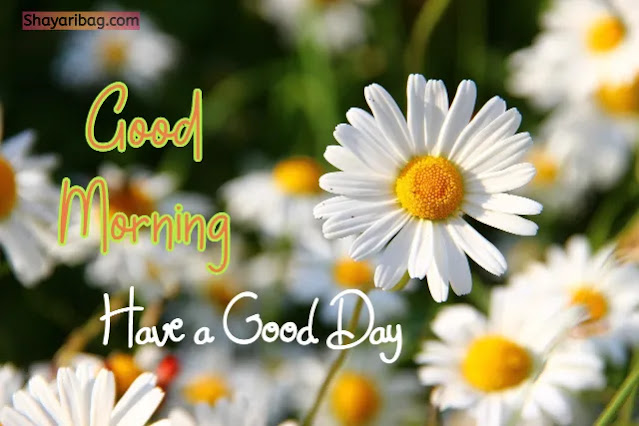Good Morning Flowers Good Morning Flowers