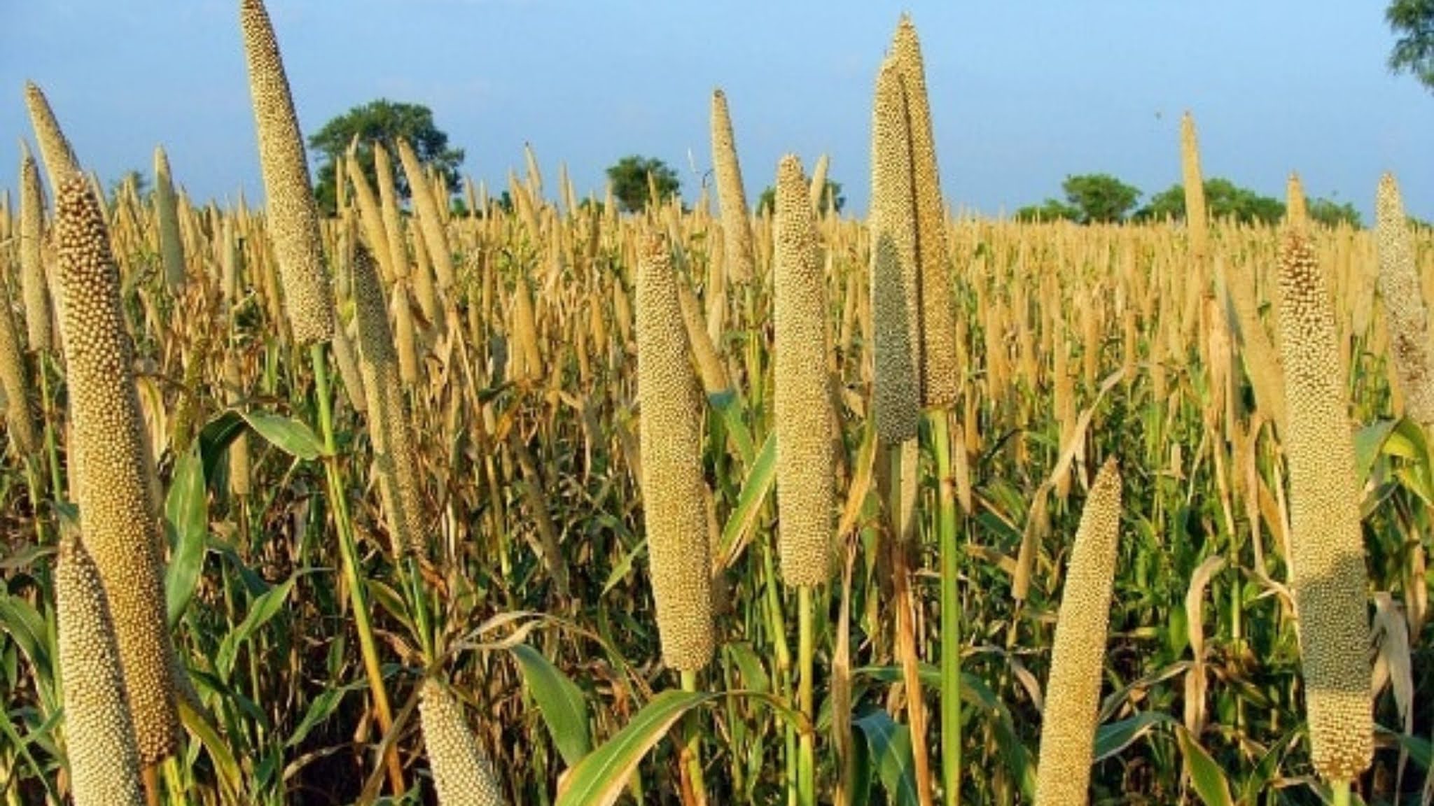 Millet farming : बाजरे की खेती कैसे करें