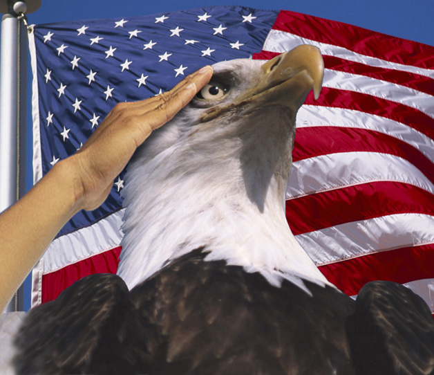 aguila+calva+saludo+bandera.jpg