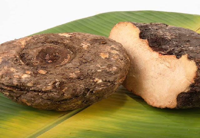 Elephant Foot Yam Cultivation in India ; A complete information Guide Elephant Foot Yam Cultivation in India ; A complete information Guide