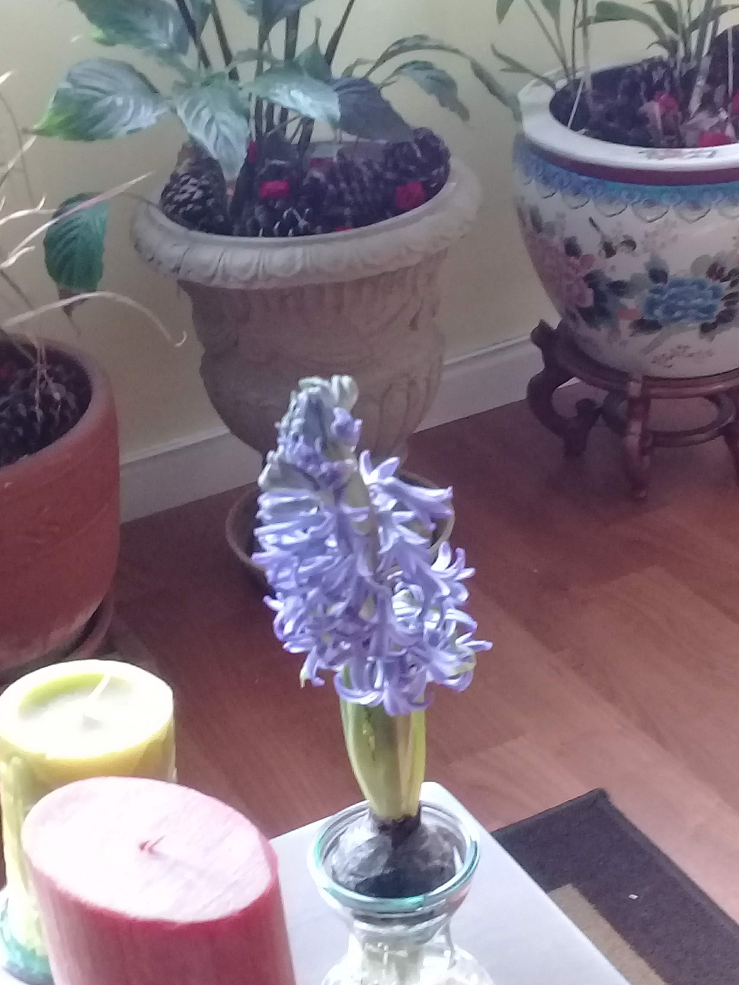 Our Hyacinth Smells So Good, What a Blessing!